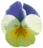 viola tricolor